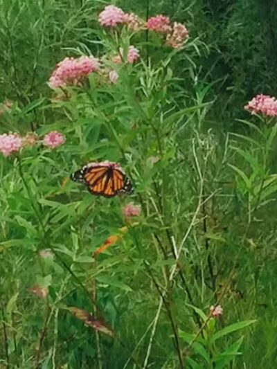 Leadingham Prairie Preserve - Medway, OH
