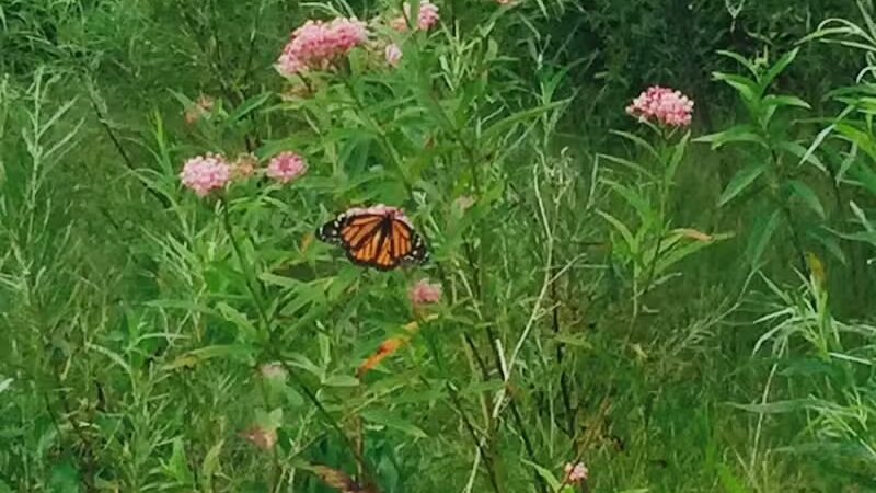 Leadingham Prairie Preserve - Medway, OH