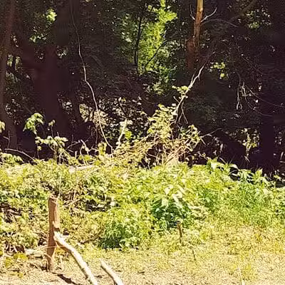 Leadingham Prairie Preserve - Medway, OH