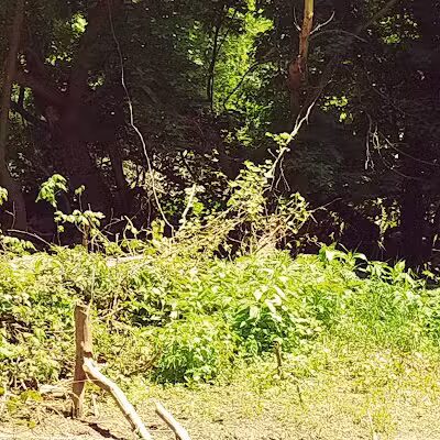 Leadingham Prairie Preserve - Medway, OH