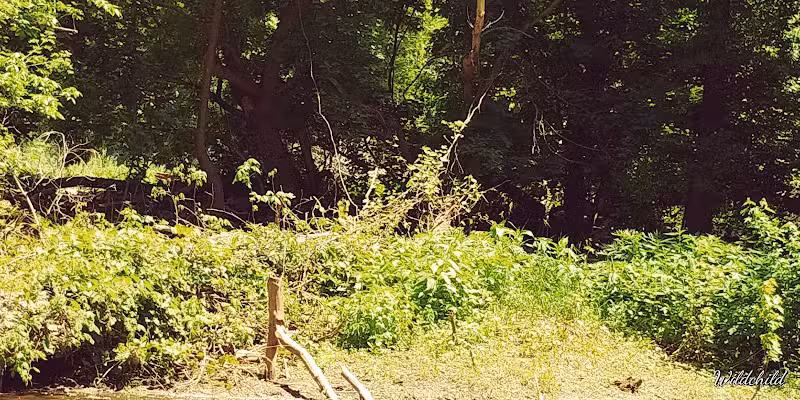 Leadingham Prairie Preserve - Medway, OH