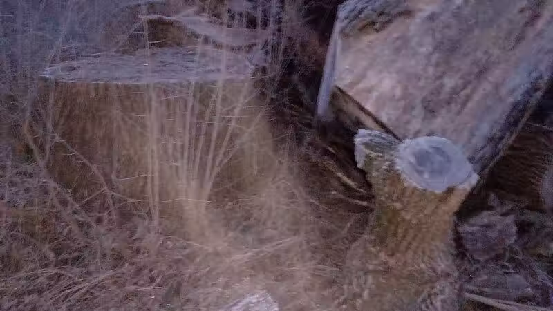 Leadingham Prairie Preserve - Medway, OH