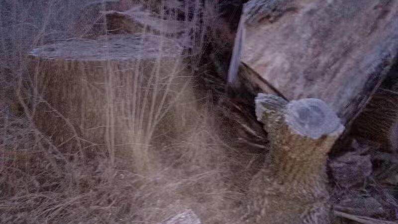 Leadingham Prairie Preserve - Medway, OH