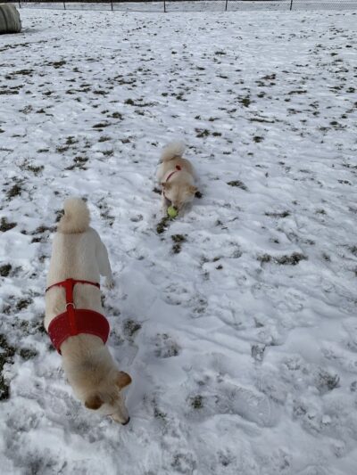 City of Mentor Dog Park - Mentor, OH