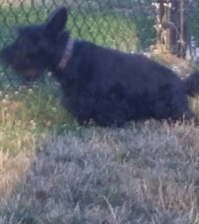 City of Mentor Dog Park - Mentor, OH