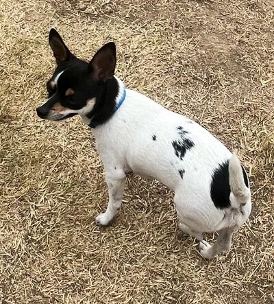 Canal Run Dog Park - Miamisburg, OH