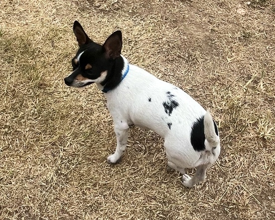 Canal Run Dog Park - Miamisburg, OH