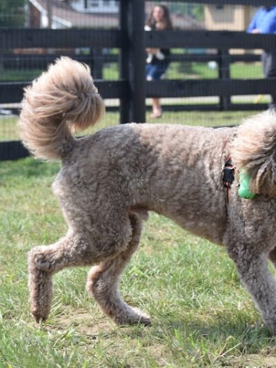 Canal Run Dog Park - Miamisburg, OH