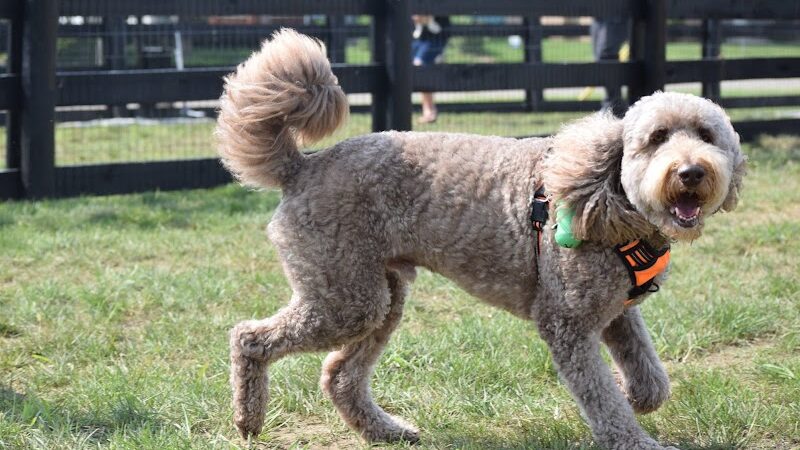 Canal Run Dog Park - Miamisburg, OH