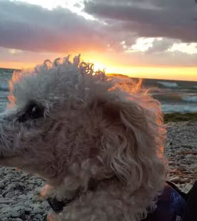 MBI State Park Campground - Middle Bass, OH