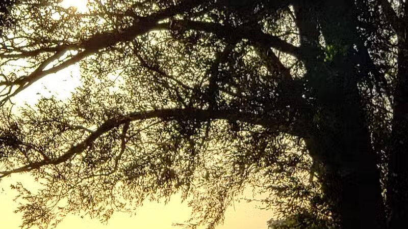 MBI State Park Campground - Middle Bass, OH