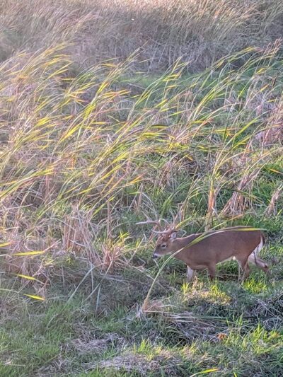 Lake Abram Metropolitan Reservation - Middleburg Heights, OH