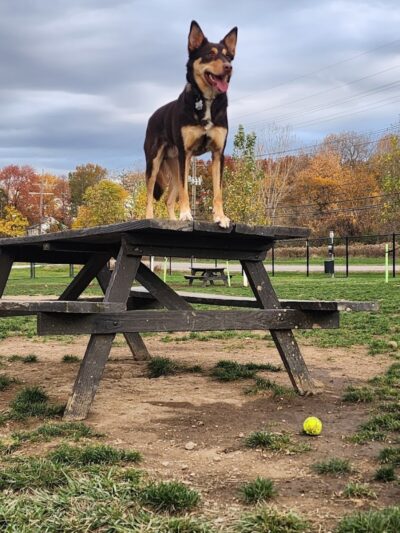 Tri-City Bark Park - Middleburg Heights, OH