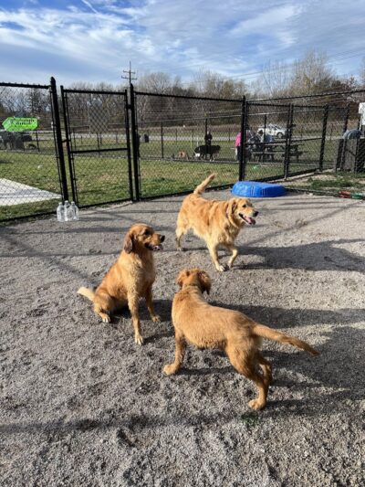 Tri-City Bark Park - Middleburg Heights, OH