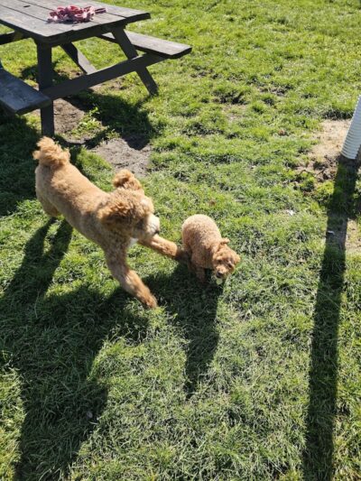 Tri-City Bark Park - Middleburg Heights, OH