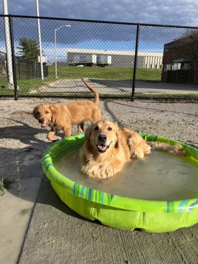 Tri-City Bark Park - Middleburg Heights, OH