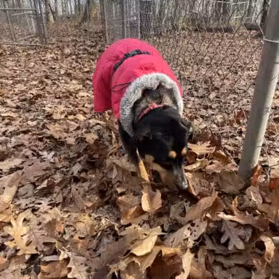 Middlefield Dog Park - Middlefield, CT