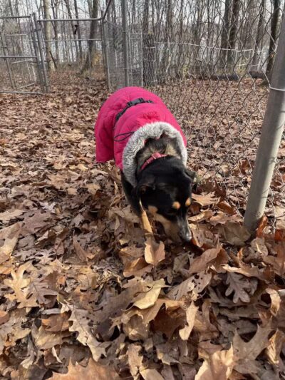 Middlefield Dog Park - Middlefield, CT