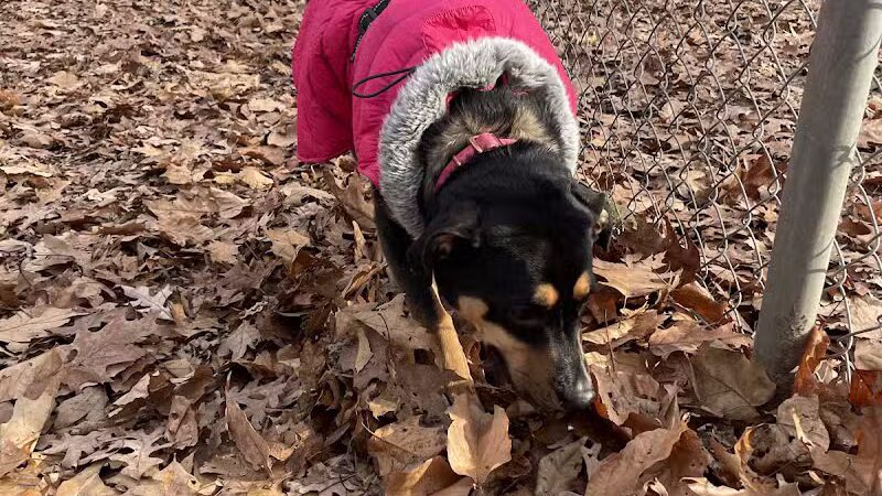 Middlefield Dog Park - Middlefield, CT