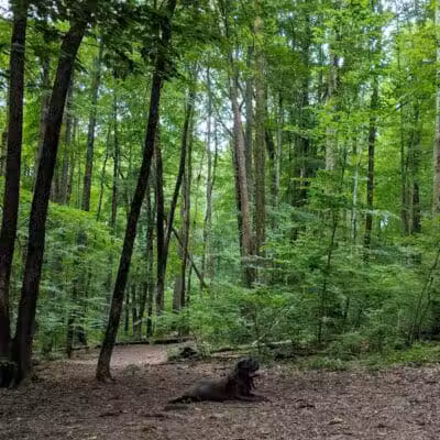 Middlefield Dog Park - Middlefield, CT