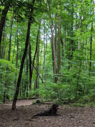 Middlefield Dog Park - Middlefield, CT