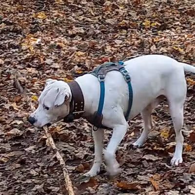 Middlefield Dog Park - Middlefield, CT