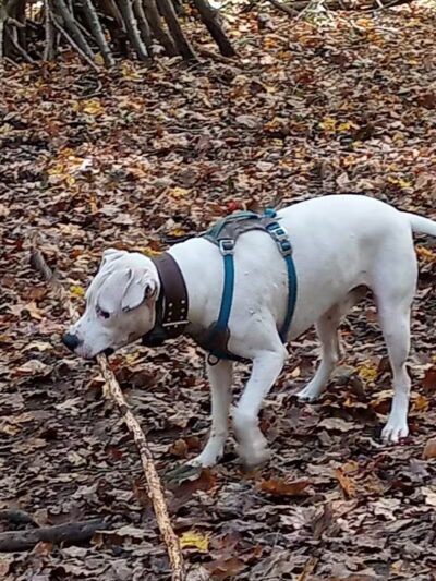 Middlefield Dog Park - Middlefield, CT