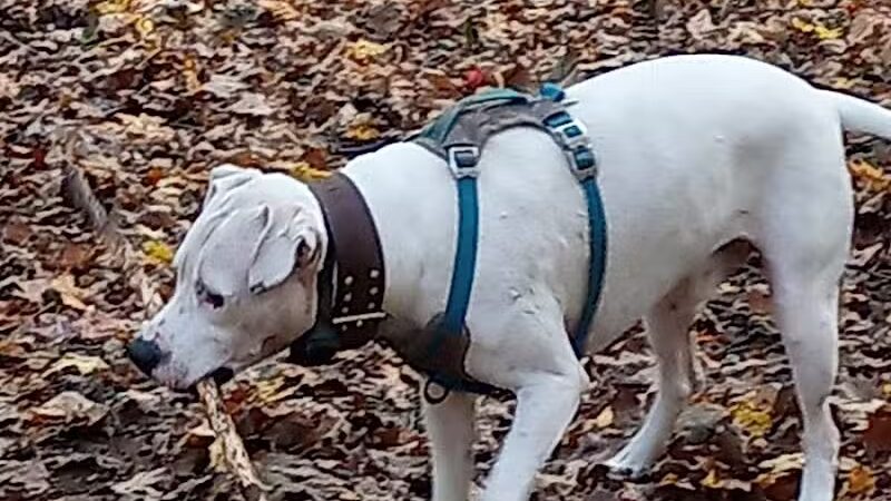 Middlefield Dog Park - Middlefield, CT