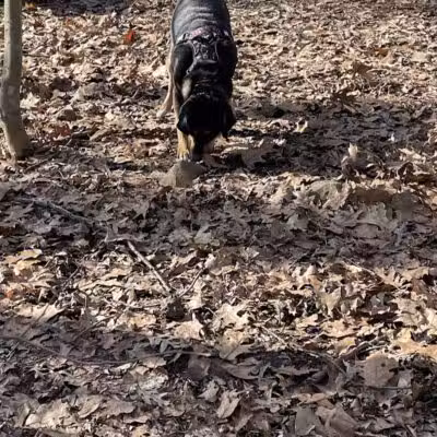 Middlefield Dog Park - Middlefield, CT