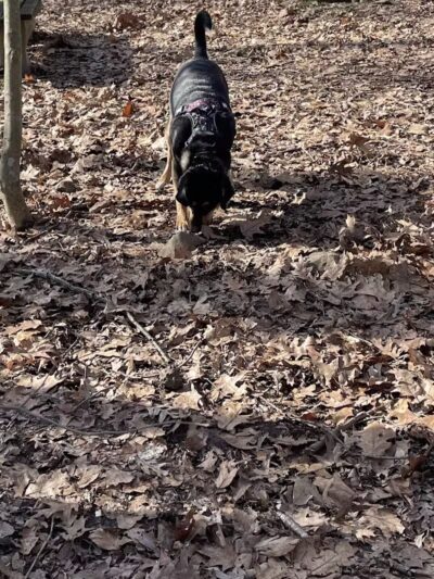 Middlefield Dog Park - Middlefield, CT