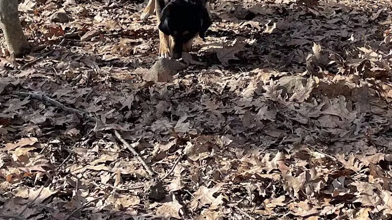 Middlefield Dog Park - Middlefield, CT