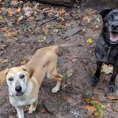 Middlefield Dog Park - Middlefield, CT