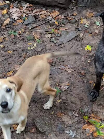 Middlefield Dog Park - Middlefield, CT