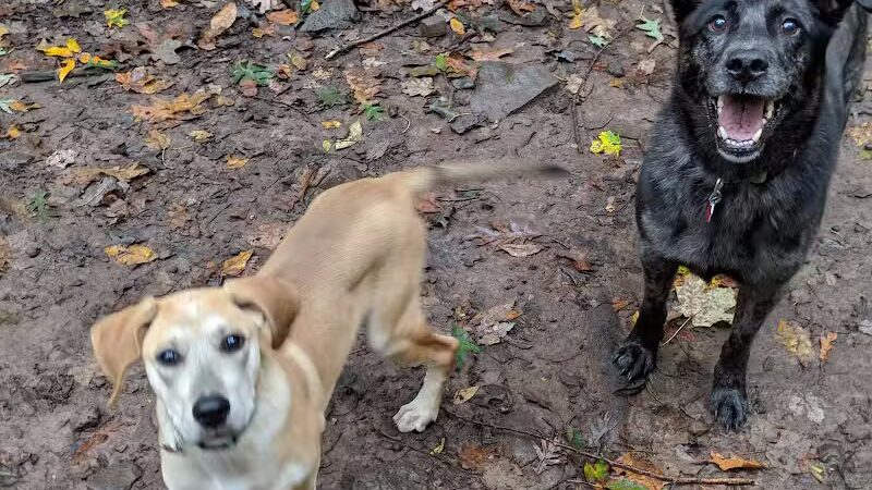 Middlefield Dog Park - Middlefield, CT