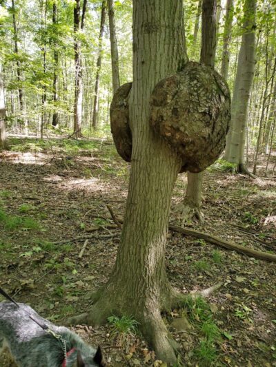 Swine Creek Reservation - Middlefield, OH