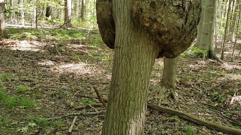 Swine Creek Reservation - Middlefield, OH