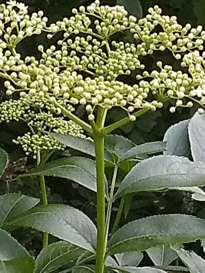 Tare Creek Trailhead (Maple Highlands Trail) - Middlefield, OH