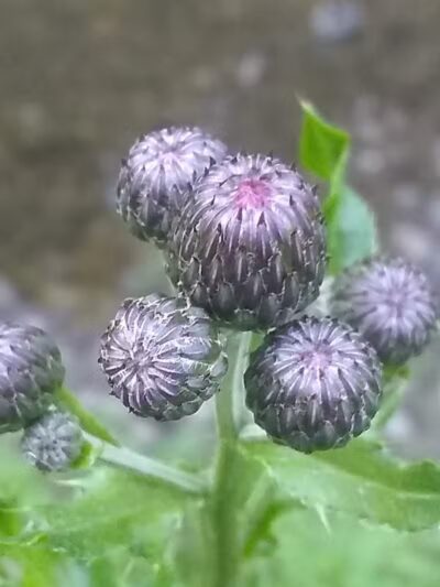 Tare Creek Trailhead (Maple Highlands Trail) - Middlefield, OH