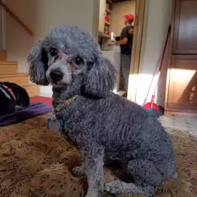 Bark Fitness Pet Care - Middletown, OH