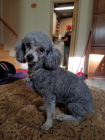 Bark Fitness Pet Care - Middletown, OH