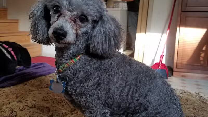 Bark Fitness Pet Care - Middletown, OH