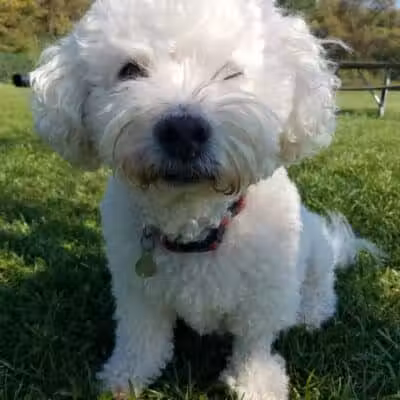 Bark Fitness Pet Care - Middletown, OH