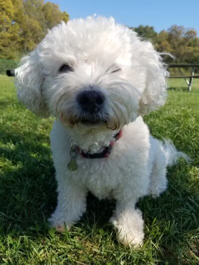 Bark Fitness Pet Care - Middletown, OH