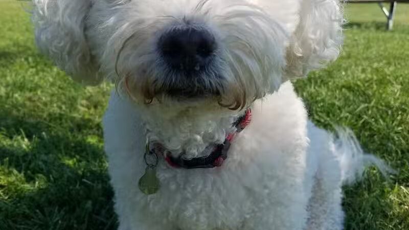 Bark Fitness Pet Care - Middletown, OH