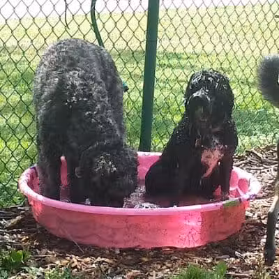 Bark Fitness Pet Care - Middletown, OH