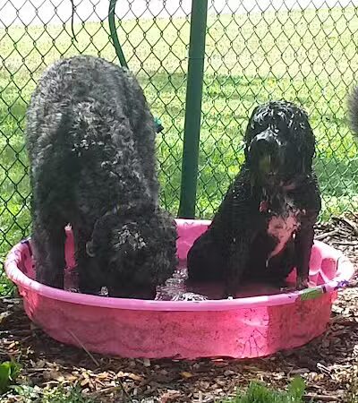 Bark Fitness Pet Care - Middletown, OH