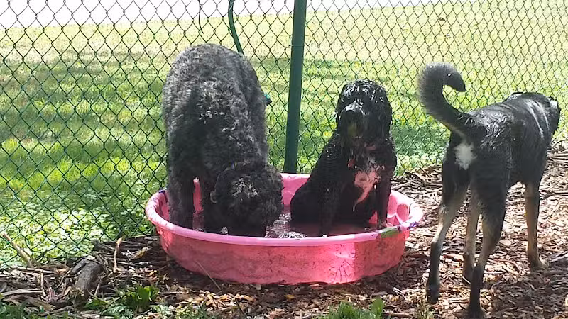 Bark Fitness Pet Care - Middletown, OH