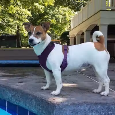 Bark Fitness Pet Care - Middletown, OH