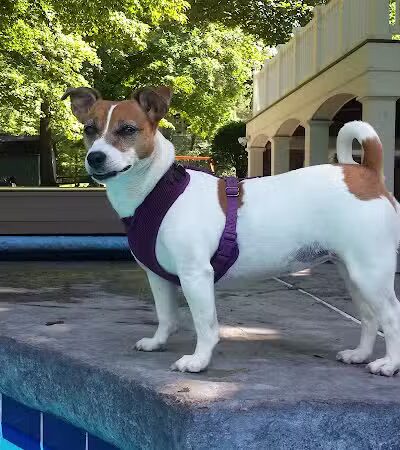 Bark Fitness Pet Care - Middletown, OH