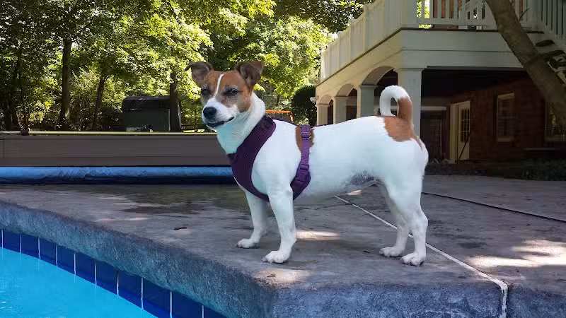 Bark Fitness Pet Care - Middletown, OH